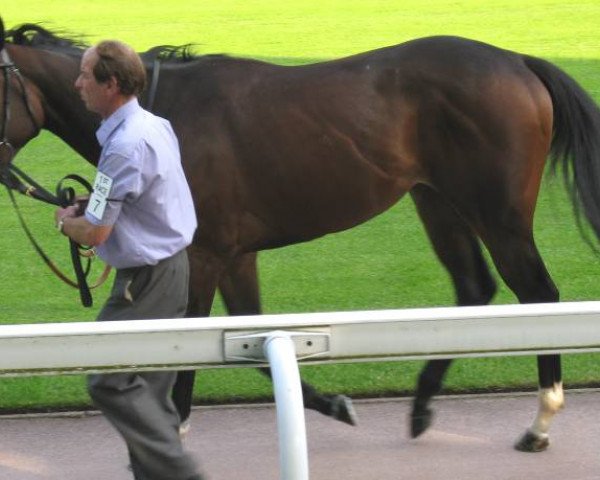 broodmare Street of Hope xx (Thoroughbred, 2006, from Street Cry xx)