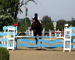 jumper Orval van de Brouweshoeve (Belgisches Warmblut, 2014, from Joop 111)