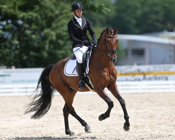 dressage horse Jetset (Oldenburg, 2012, from Glock's Johnson Tn)