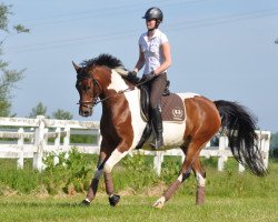 dressage horse Camar Galiano (Trakehner, 2009, from Camaro)