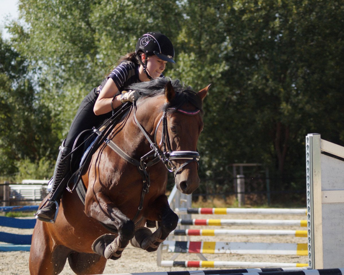 dressage horse Summer 81 (German Riding Pony, 2012, from Dangerous Mind)