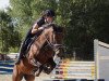 dressage horse Summer 81 (German Riding Pony, 2012, from Dangerous Mind)