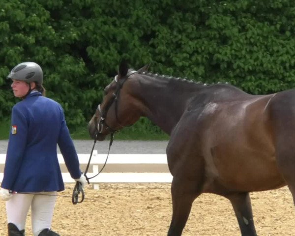 Reitturnier Schwaiganger 2017