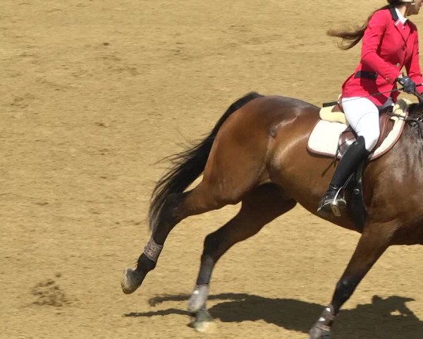 Reitturnier Schwaiganger 2017