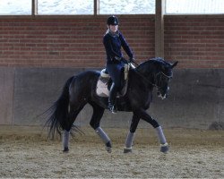 dressage horse Velvet Rose 3 (Oldenburg, 2008, from Jazz Time)