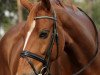 dressage horse Don Titus (Oldenburg, 2011, from Don Gregory)