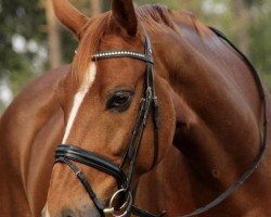 dressage horse Don Titus (Oldenburg, 2011, from Don Gregory)