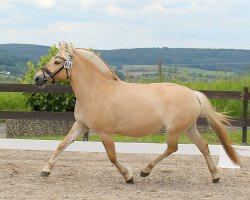 Zuchtstute Toftegaardens Elnora (Dänisches Warmblut, 2015, von Glibings Ajs FJH 736)