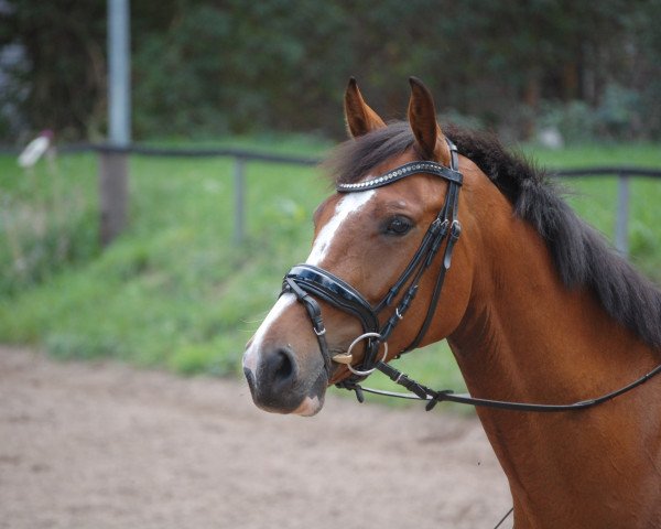 broodmare Zestfully (Holsteiner, 2013, from Zhivago)