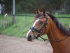 broodmare Zestfully (Holsteiner, 2013, from Zhivago)