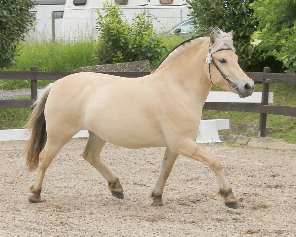 broodmare Montanas Eya (Fjord Horse, 2016, from Trollfin)