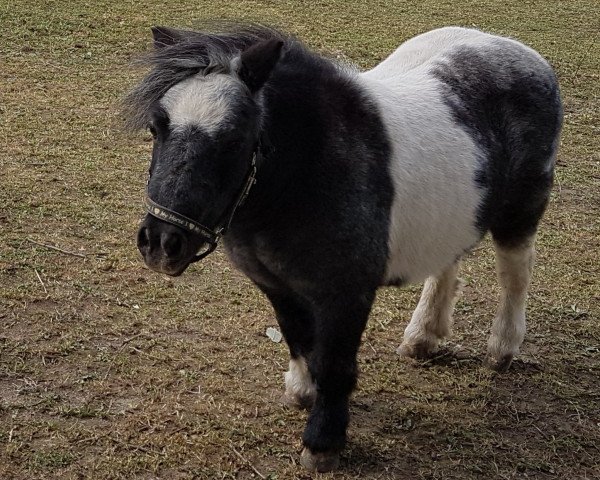 horse Luna (Shetland pony (under 87 cm), 1997)