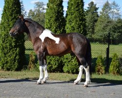 Pferd Klif (Polnisches Warmblut, 2014)