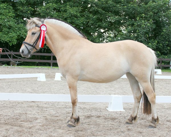 broodmare Linda (Fjord Horse, 2016, from Dylan)