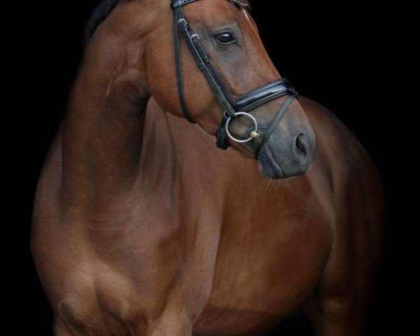 dressage horse Lacoste 143 (Bavarian, 2010, from Liandro)