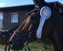 jumper Ziedane (KWPN (Royal Dutch Sporthorse), 2004, from Hamlet)