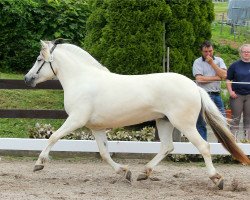 broodmare Finja (Fjord Horse, 2016, from Bram)