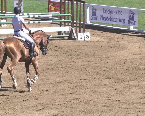 Reitturnier Schwaiganger 2017