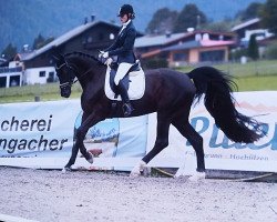 dressage horse San Denaro (Oldenburg, 2010, from Sirlano)