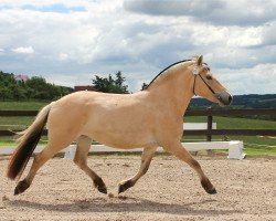 broodmare Apple Crumble (Fjord Horse, 2016, from Kjartan)