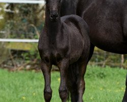 Springpferd Diemelperle (Trakehner, 2018, von Berlusconi)