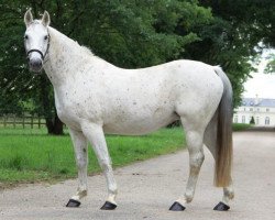 broodmare Anouska Z (Zangersheide riding horse, 2001, from Artos Z)