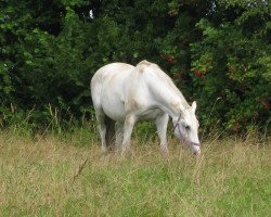 broodmare My Way B (Holsteiner, 1997, from Corrado I)