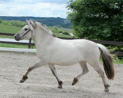 broodmare Jebona (Fjord Horse, 2016, from Kristofferson)