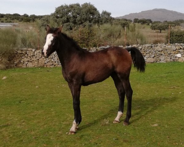 Pferd Aquiles du Defey (Spanisches Sportpferd, 2018, von Jaleo du Defey)