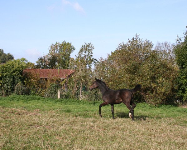 dressage horse First Love (Westphalian, 2018, from For Romance I)