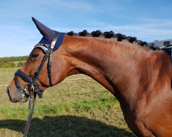 dressage horse Florenta V (Westphalian, 2012, from Florentinus V 219 FIN)