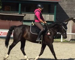 jumper Harianne (KWPN (Royal Dutch Sporthorse), 2012, from Crespo VDL)