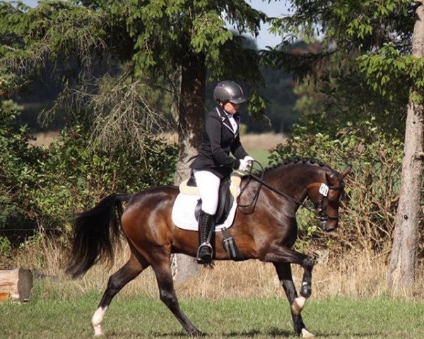 dressage horse Hieronymus 18 (German Riding Pony, 2012, from Holsteins Herold)
