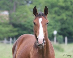 dressage horse Boavista (Westphalian, 2018, from Callaho's Benicio)