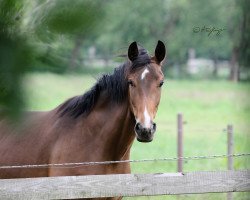 dressage horse Skyline 107 (Westphalian, 2016, from Sir Heinrich OLD)