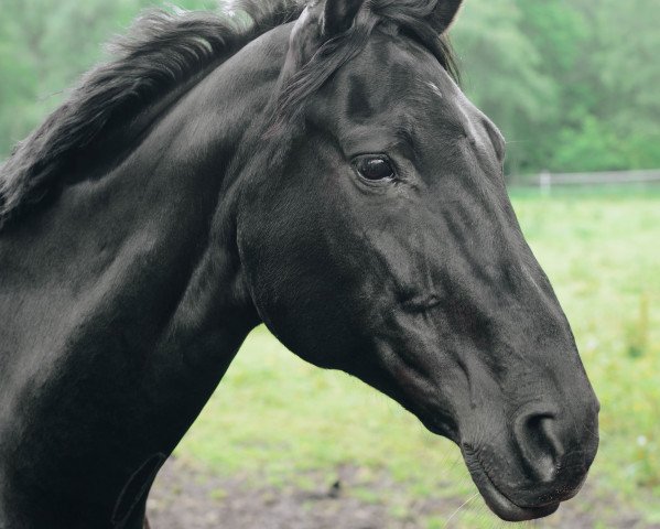 broodmare Nera (Hanoverian, 2004, from Natiello xx)