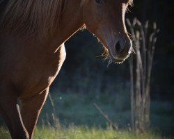 broodmare AE Egyptian Neeshma (Arabian thoroughbred, 2017, from Nile Jawhar)