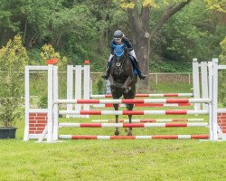 jumper Medjai (Hanoverian, 2008, from Magic Boy)