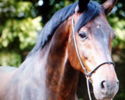 Pferd Lloyd 36 (Hessisches Warmblut, 2001, von Lone Star)