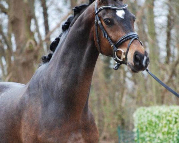dressage horse Borriquito 3 (Rhinelander, 2011, from Bailamos Biolley)