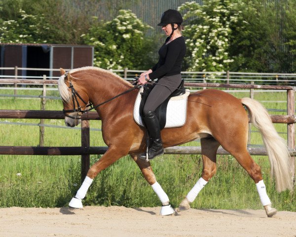 stallion Auryno (3,91% ox) (Edelbluthaflinger, 2012, from Auryn)