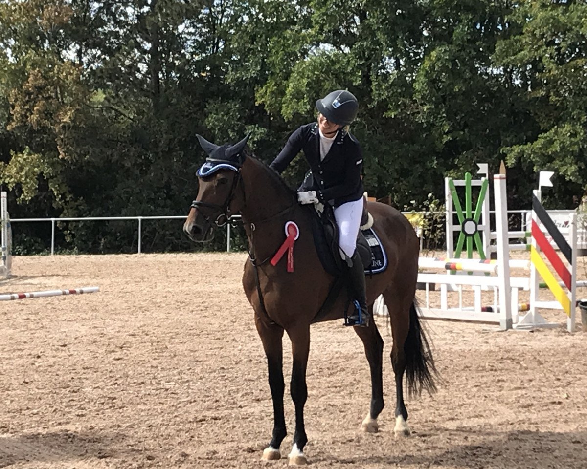 jumper Davida 11 (anglo european sporthorse, 2014, from Landrover)