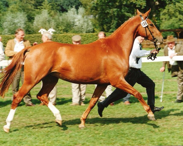 broodmare Reelien (Westphalian, 1989, from Ribot)