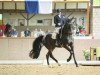 dressage horse Fabregas S (Westphalian, 2009, from Fürst Piccolo)