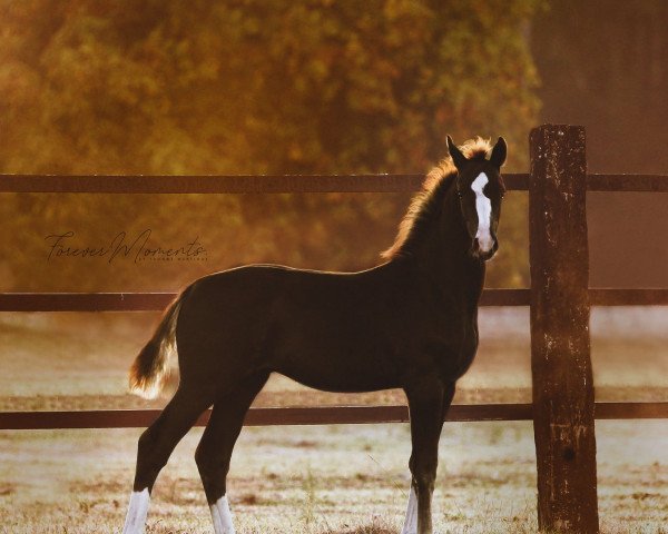 dressage horse Sir Hudson (Hanoverian, 2018, from Sir Heinrich OLD)