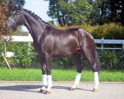 dressage horse Floris 63 (Hanoverian, 2016, from Floris Prince)