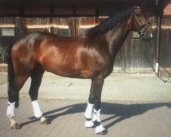 dressage horse Feiner Franz 4 (Hanoverian, 2011, from Fuechtels Floriscount OLD)