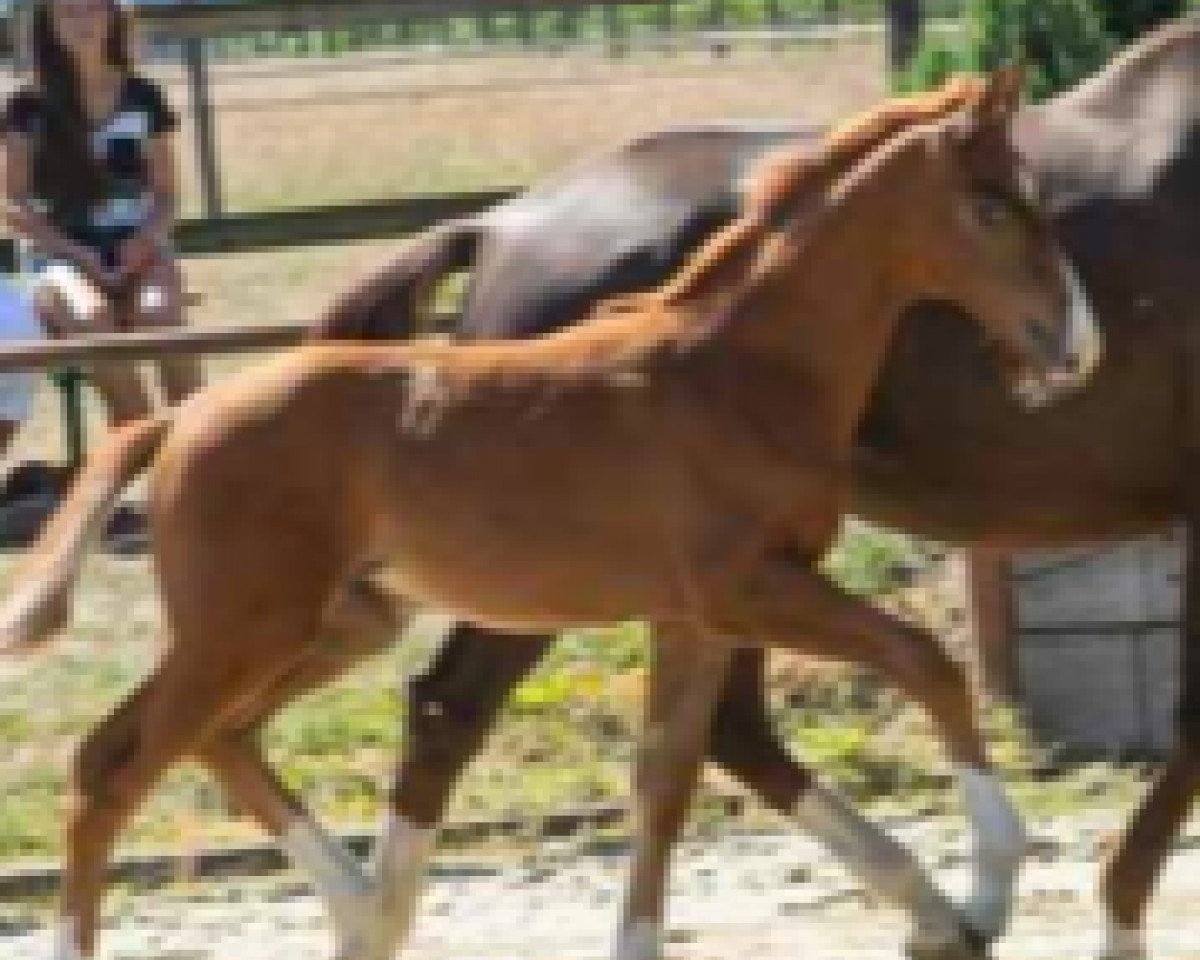 dressage horse Rosaleen CS (Westphalian, 2018, from Rosendiamant)