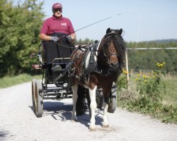 stallion Ventino (Shetland Pony, 2006, from Vox Silbersee)