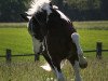 dressage horse Skip-Bo (German Warmblood, 2007, from Semper)